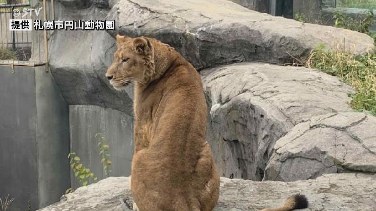 オスのライオン「クレイ」…実はメスだった！たてがみの成長見られず　札幌市円山動物園