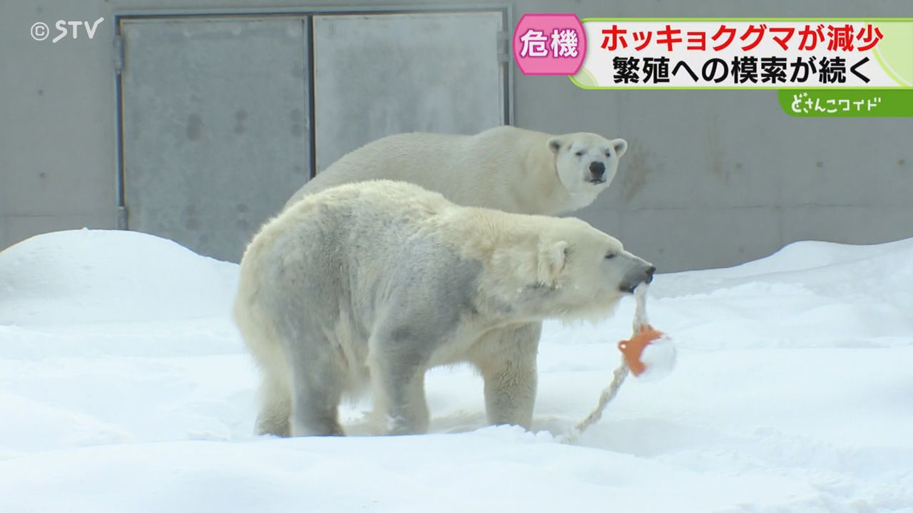 動物園の人気者に迫る危機 ホッキョクグマも“後継者不足” 繁殖試す円山