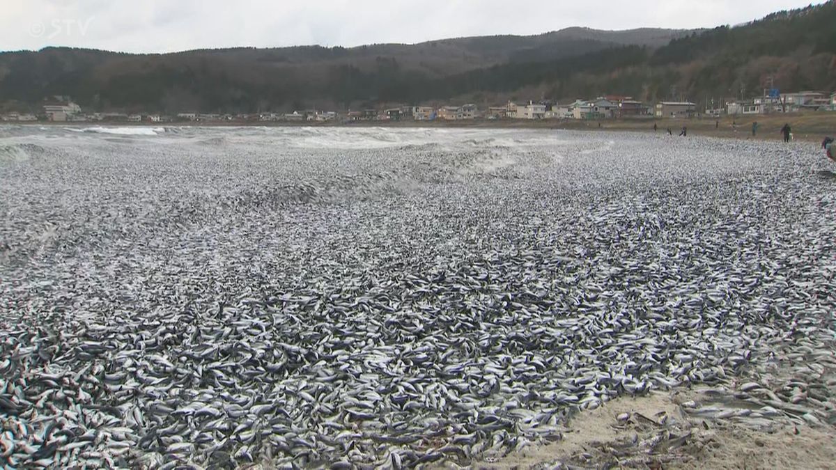 【速報】海岸にイワシなど大量の魚が打ち上がる　市が現地で調査　北海道函館市