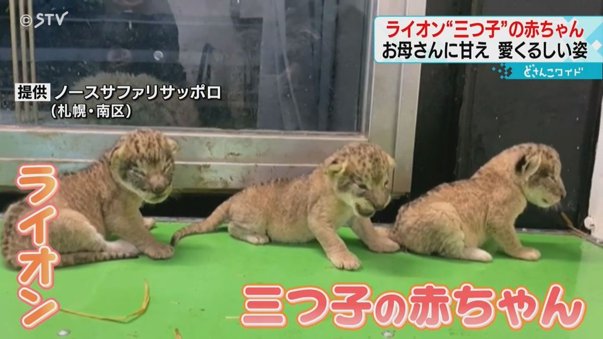 ライオン三つ子の赤ちゃん誕生！“なにがあっても自己責任”で大人気ノースサファリサッポロで