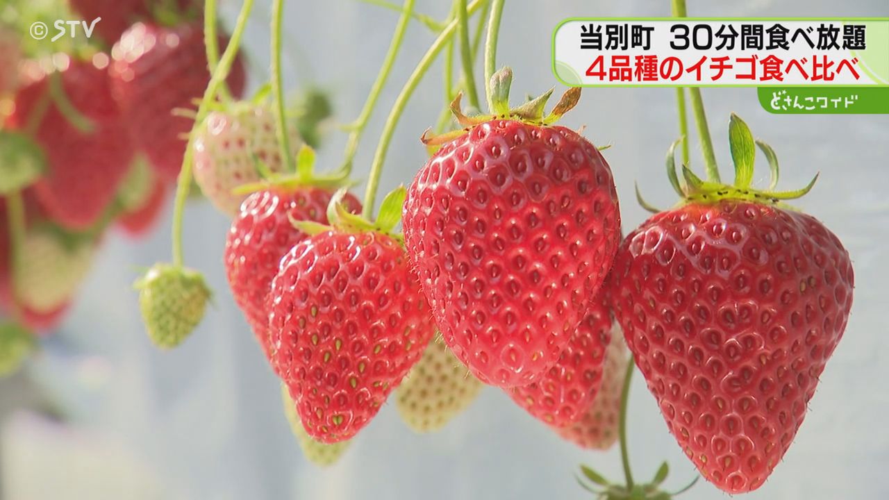 4品種の食べ比べを堪能 早くもイチゴ狩り始まる「おいしい」子ども