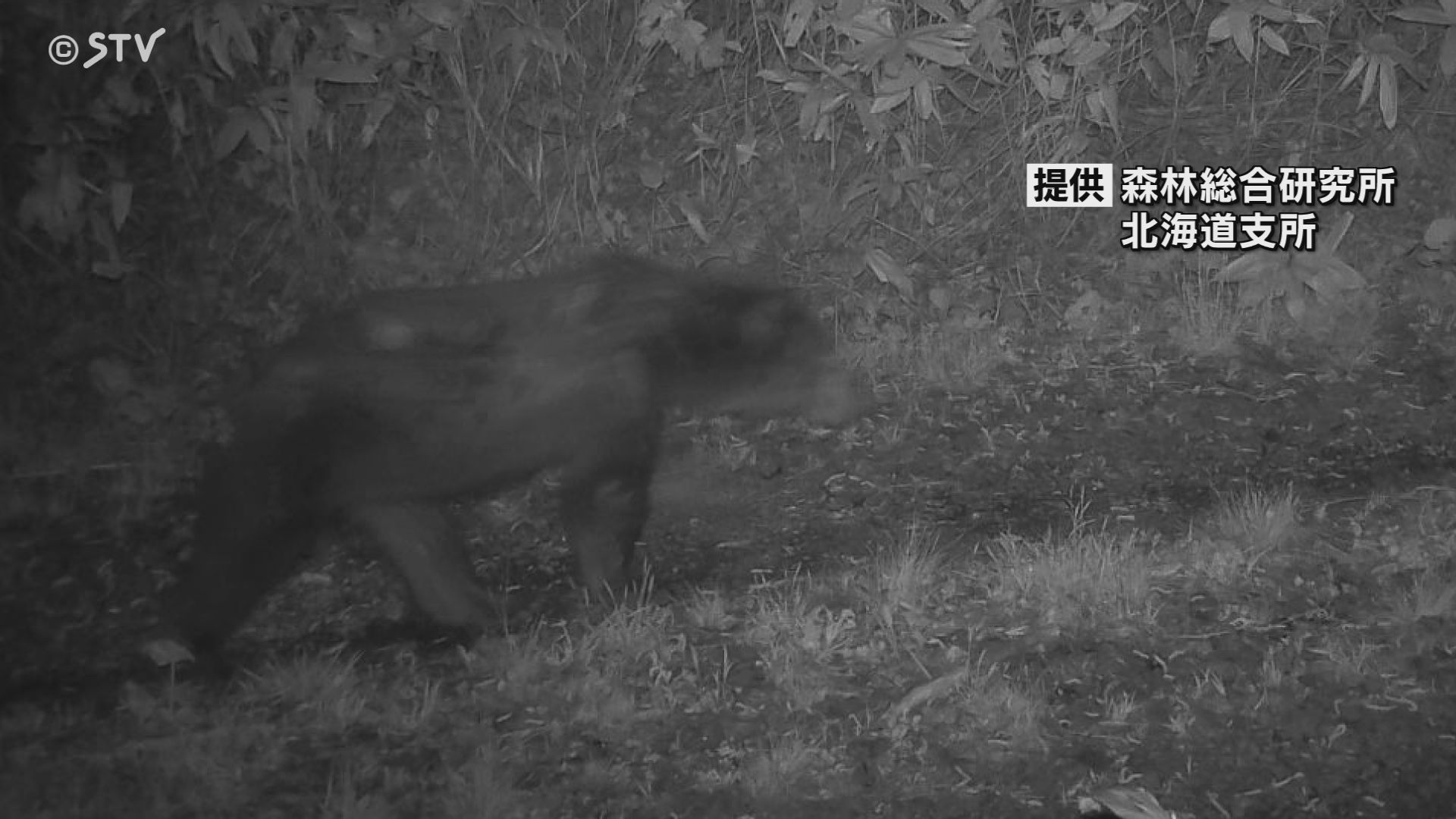 速報】相次いでクマ確認 13日の夜に2回カメラに… 付近では7日も姿