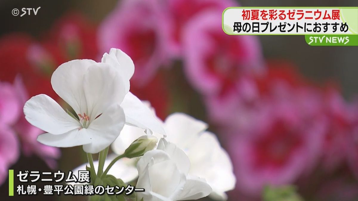 初夏を彩る花 ゼラニウムの展示会 母の日のプレゼントにおすすめ 札幌・豊平公園で展示会