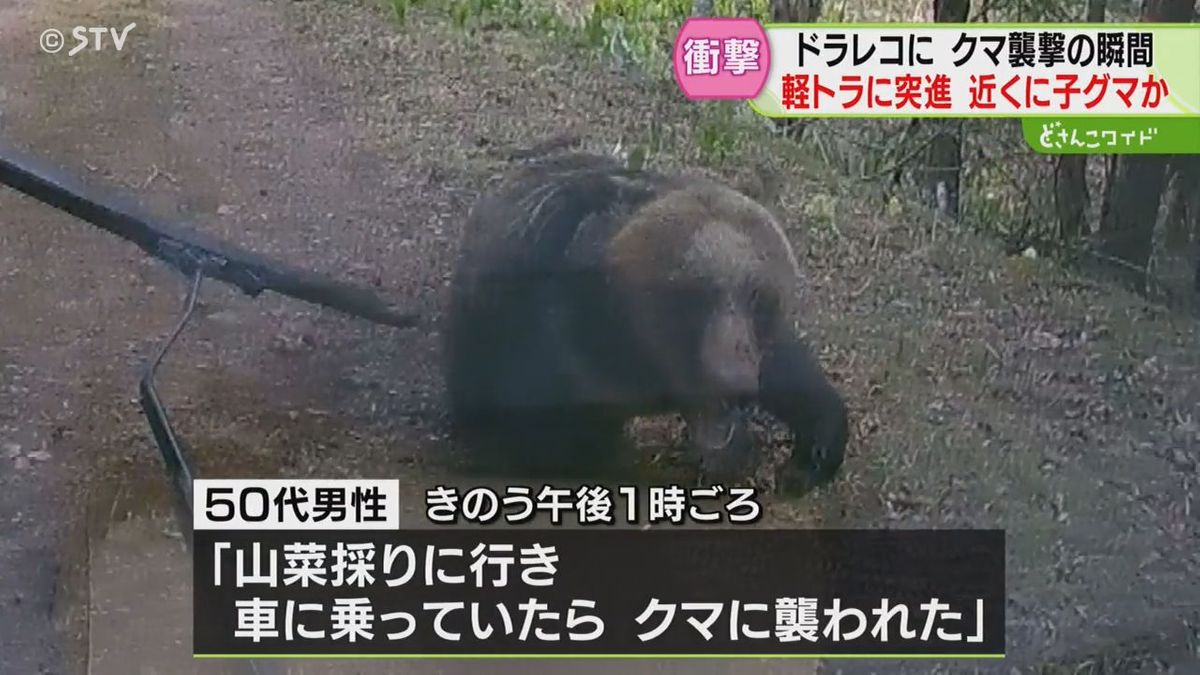 「まだ来た！」クマが突進　衝突後も車を追いかける　子グマを守るためか　北海道根室市