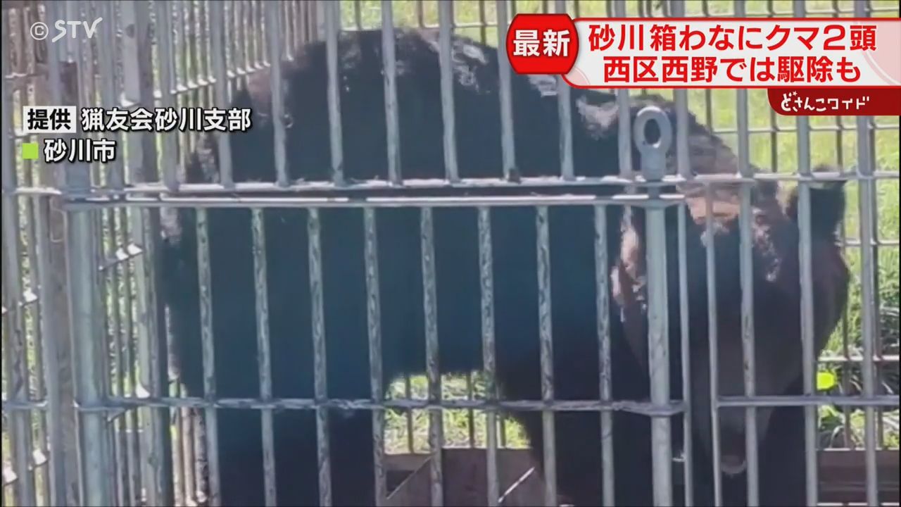 箱わな内で激しく暴れるクマ 2頭捕獲し順次駆除予定 市街地に出没の