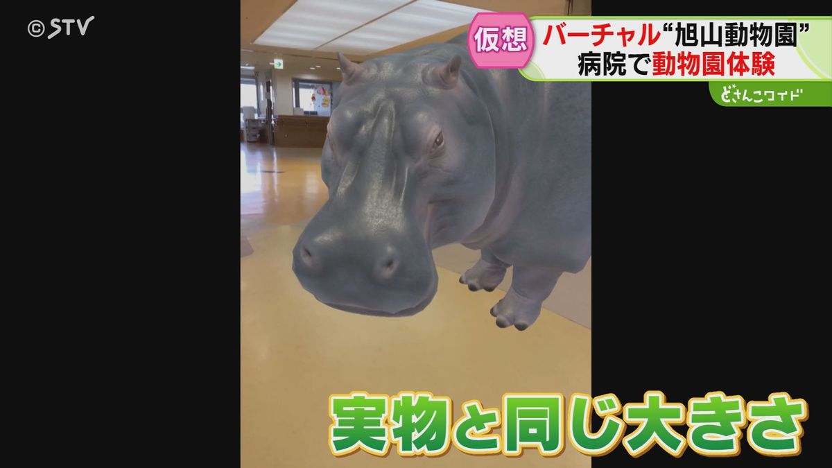 「触っているみたい！」病院でバーチャル“旭山動物園”　入院中の子どもが笑顔に　北海道