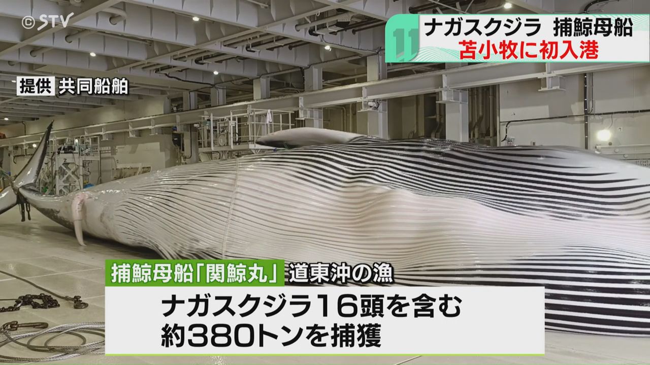 世界唯一の捕鯨母船が入港！ 船上で解体のクジラ肉水揚げ ナガスクジラ