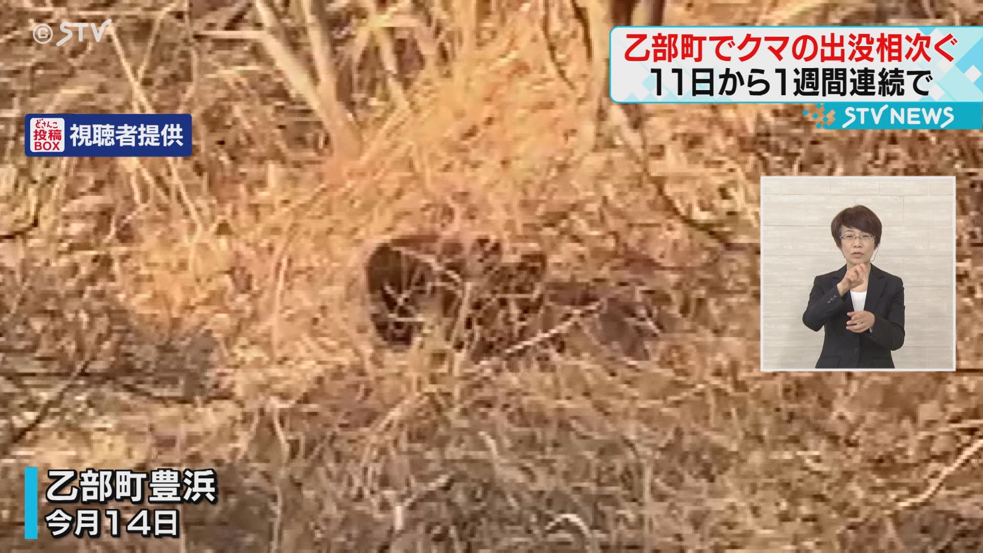 クマ出没】時折鳴き声が…住宅街近くで撮影 １週間連続で目撃相次ぐ 北海道乙部町｜STV NEWS NNN