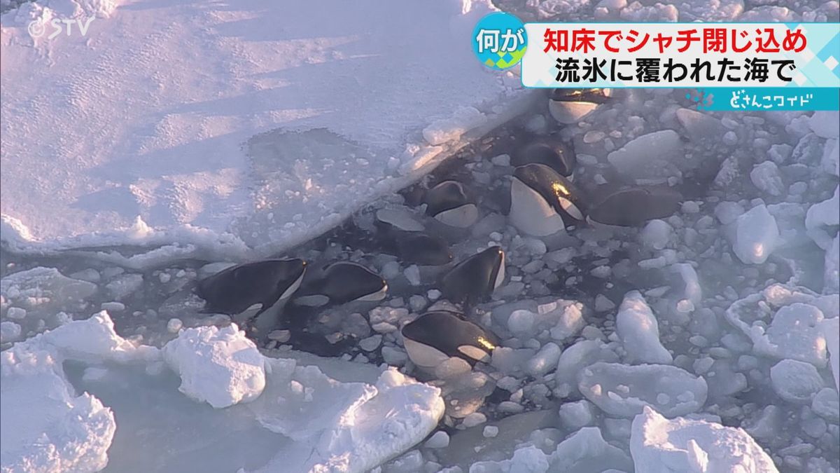 「子どものシャチもいた」数頭が流氷に囲まれ身動きできず　救出は困難　北海道・羅臼沖