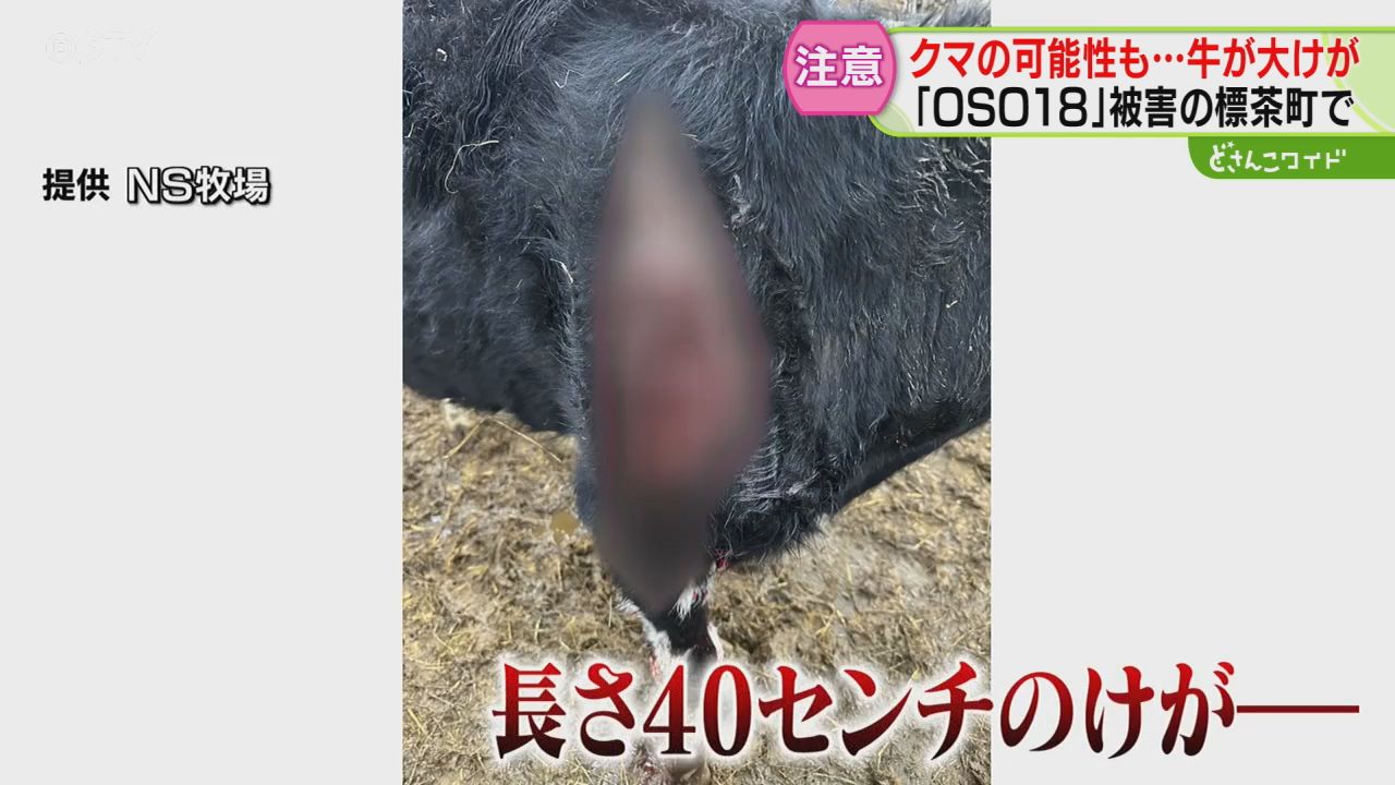 クマに襲われたか？牛に傷跡 OSO18でも被害の標茶町「農家は警戒して