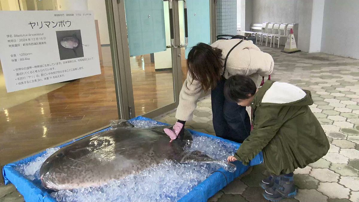 新潟市水族館マリンピア日本海　珍魚「ヤリマンボウ」を展示