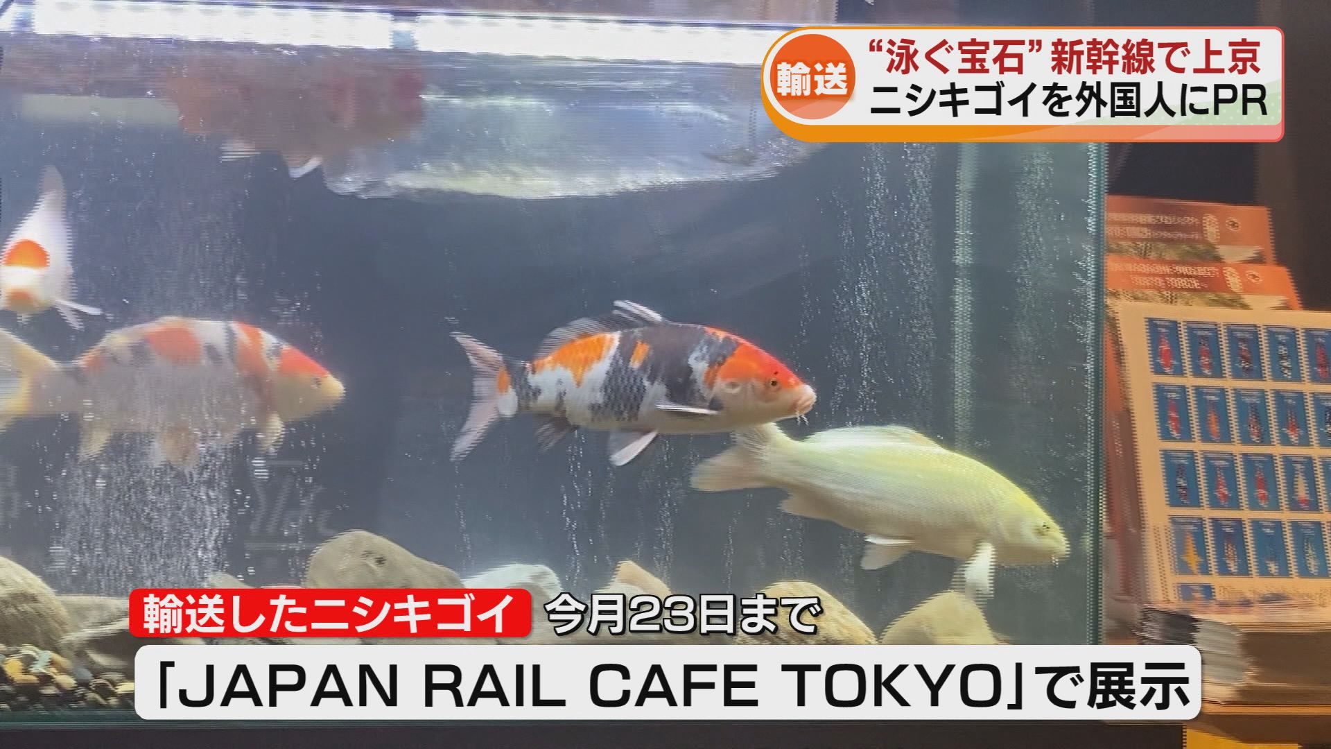 泳ぐ宝石”ニシキゴイが新幹線で上京!? 東京駅の施設で展示 外国人観光
