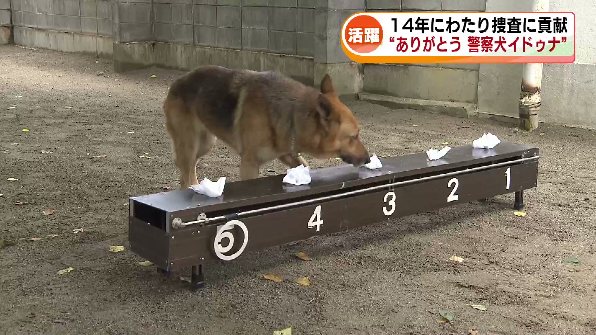 警察犬「イドゥナ」が14歳11か月で死ぬ 歴代最多の出動件数 事件
