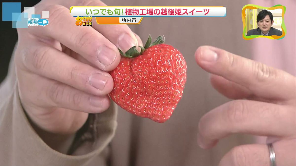 【新潟県産】ブランドいちご「越後姫」 県内には通年で収穫できる“いちご工場”も⦅新潟》