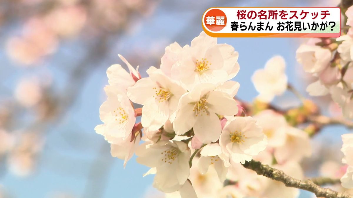 お花見シーズン到来！　桜の名所・高田城址公園は満開　上堰潟公園では菜の花との美しいコントラストも　各所を空からスケッチ 《新潟》
