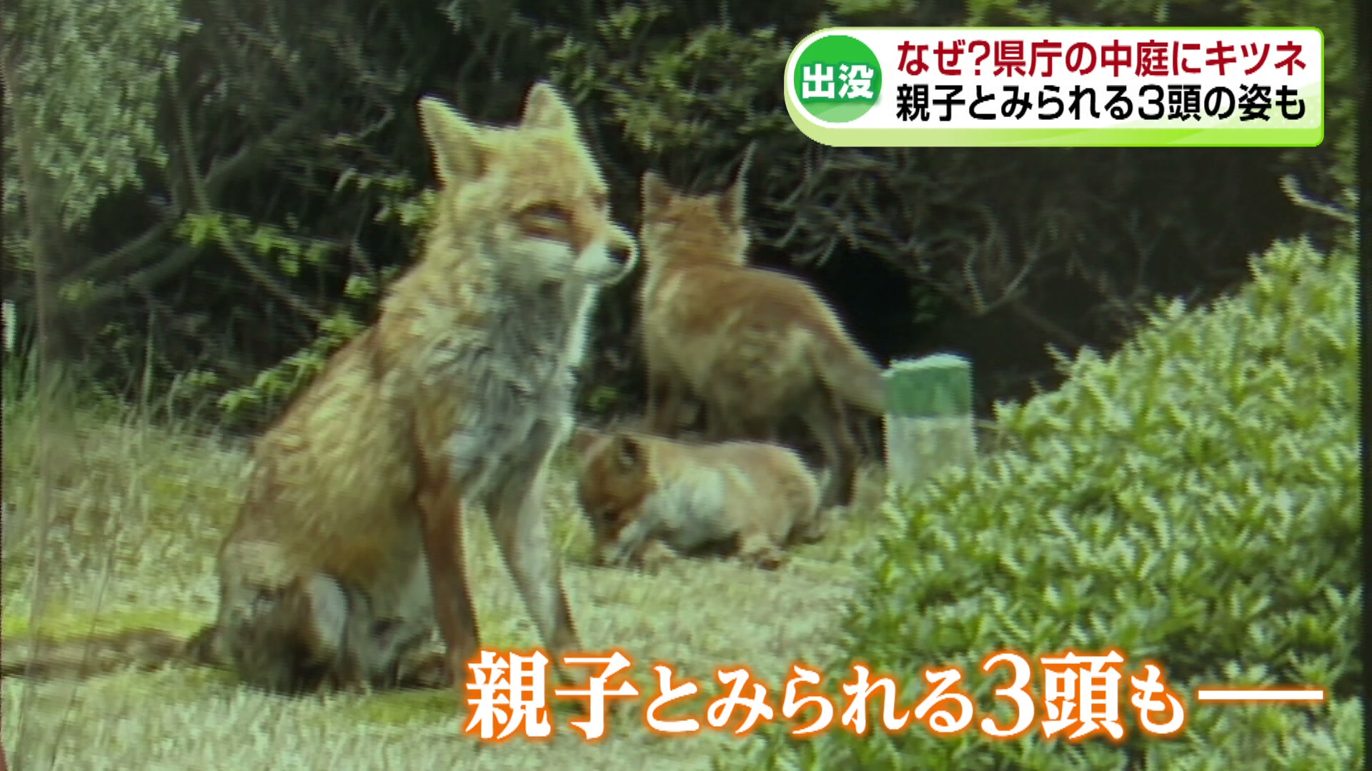 3ページ目 【野生動物】今年度初のクマによる人身被害… この春は銀行で