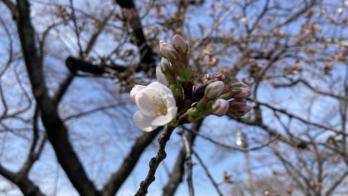 「サクラはいつ？」ソメイヨシノの開花　新潟県は4月6日頃か　≪新潟≫　