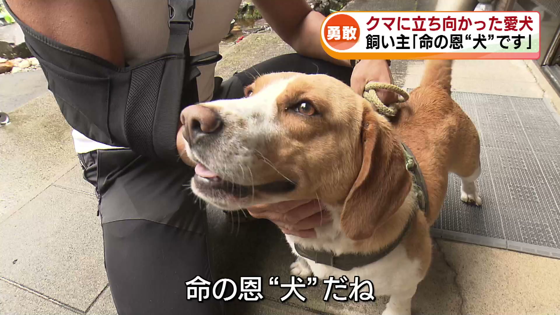 注目された記事2025】クマ出没が相次いだ2025年 襲われた飼い主を救っ