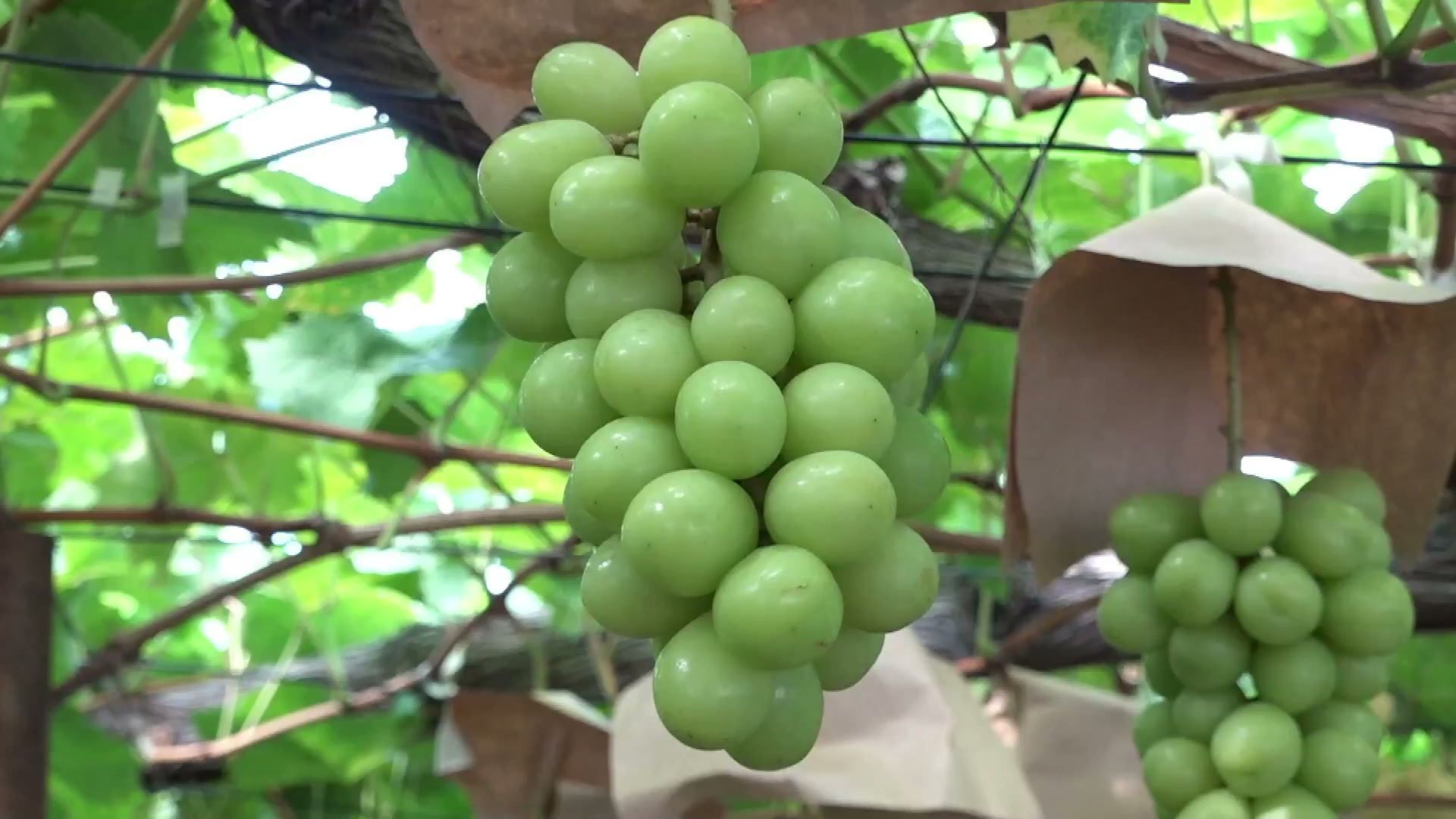 美味】シャインマスカットの収穫が最盛期 皮ごと食べられて大粒で甘い