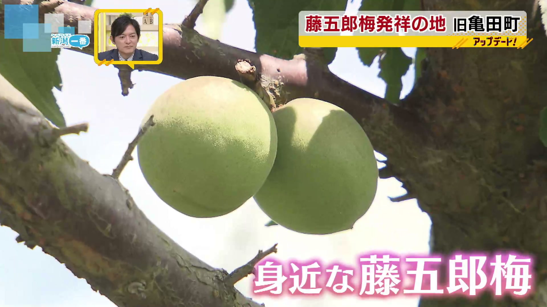 特集】梅がピンチ！？ 新潟県のブランド梅「藤五郎梅」 生産量の減少で