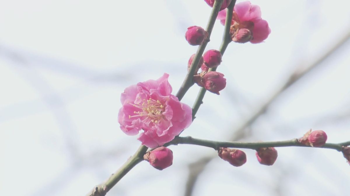 各地で気温上昇　4月中旬並みの暖かさとなる見込み