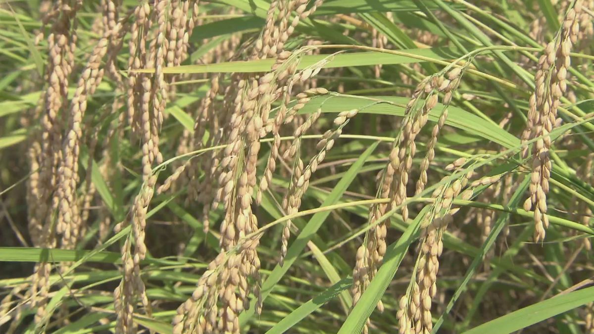 コメの収穫量　「やや不良」の見通し　大雨などの異常気象の影響 《新潟》