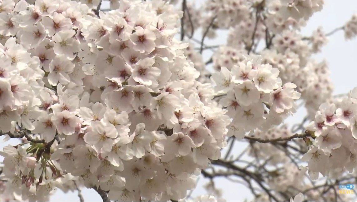 高田城址公園では桜が満開