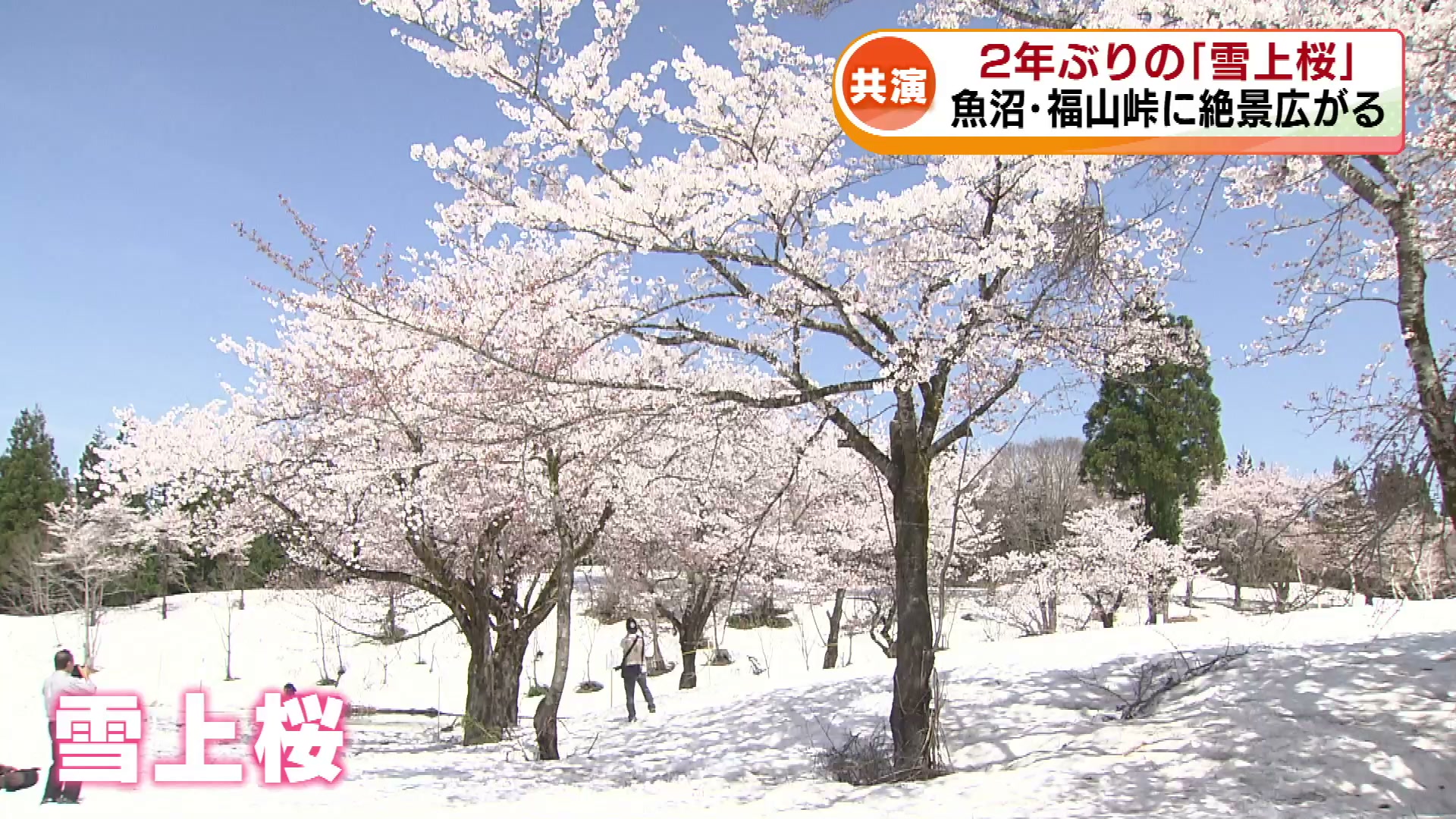 2年ぶり「雪上桜」が満開 雪と桜のコントラスト 魚沼・福山峠に絶景