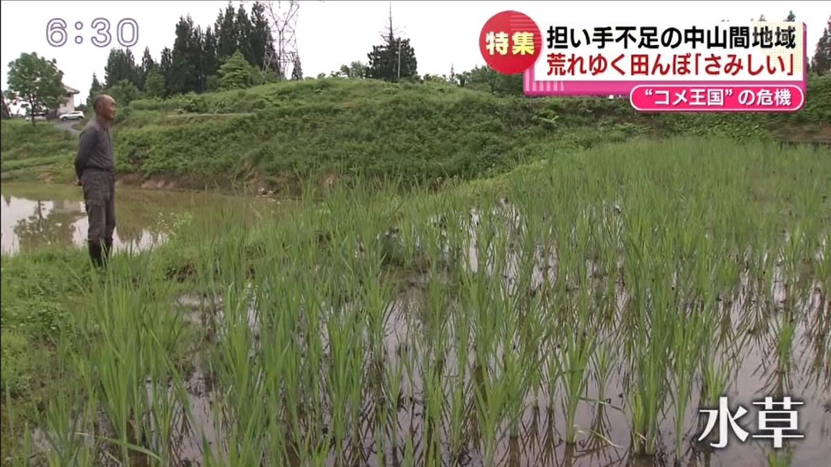 水草が生い茂った田んぼを見つめる佐藤さん