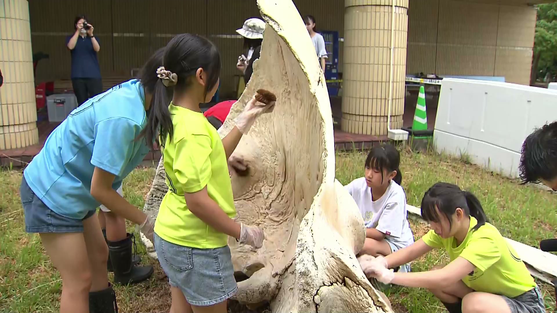 上越市に漂着 マッコウクジラの骨を小学生が洗浄 科学館で展示へ《新潟