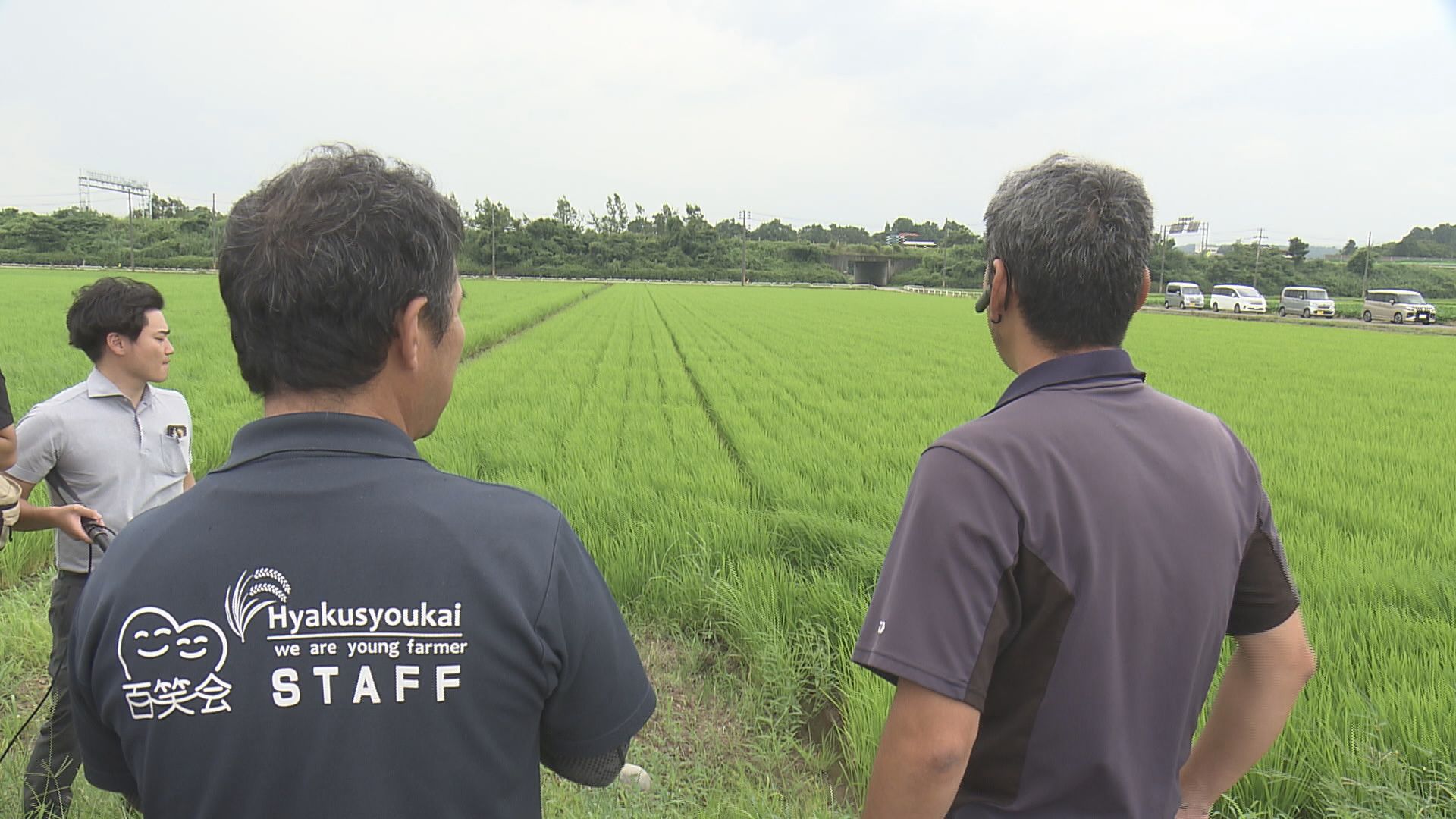 暑さに強く安定供給が見込めるコメの新品種 “新潟124号” 輸出関係者が