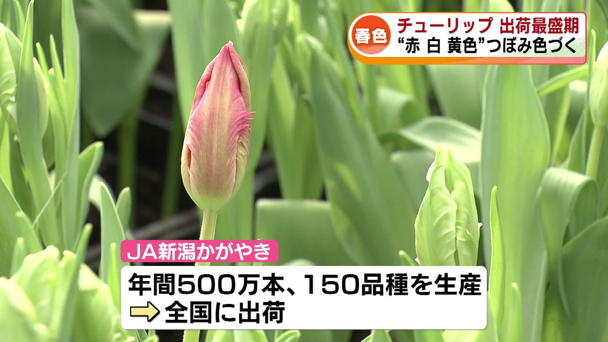 出荷量は日本一   “県の花”として知られる「チューリップ」  切り花の出荷が最盛期　《新潟》