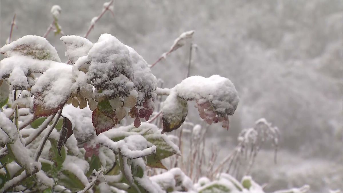 【1か月予報】12月は年末らしい寒さに　降雪量は平年並みか　北日本の気温は徐々に平年並みに　≪新潟≫