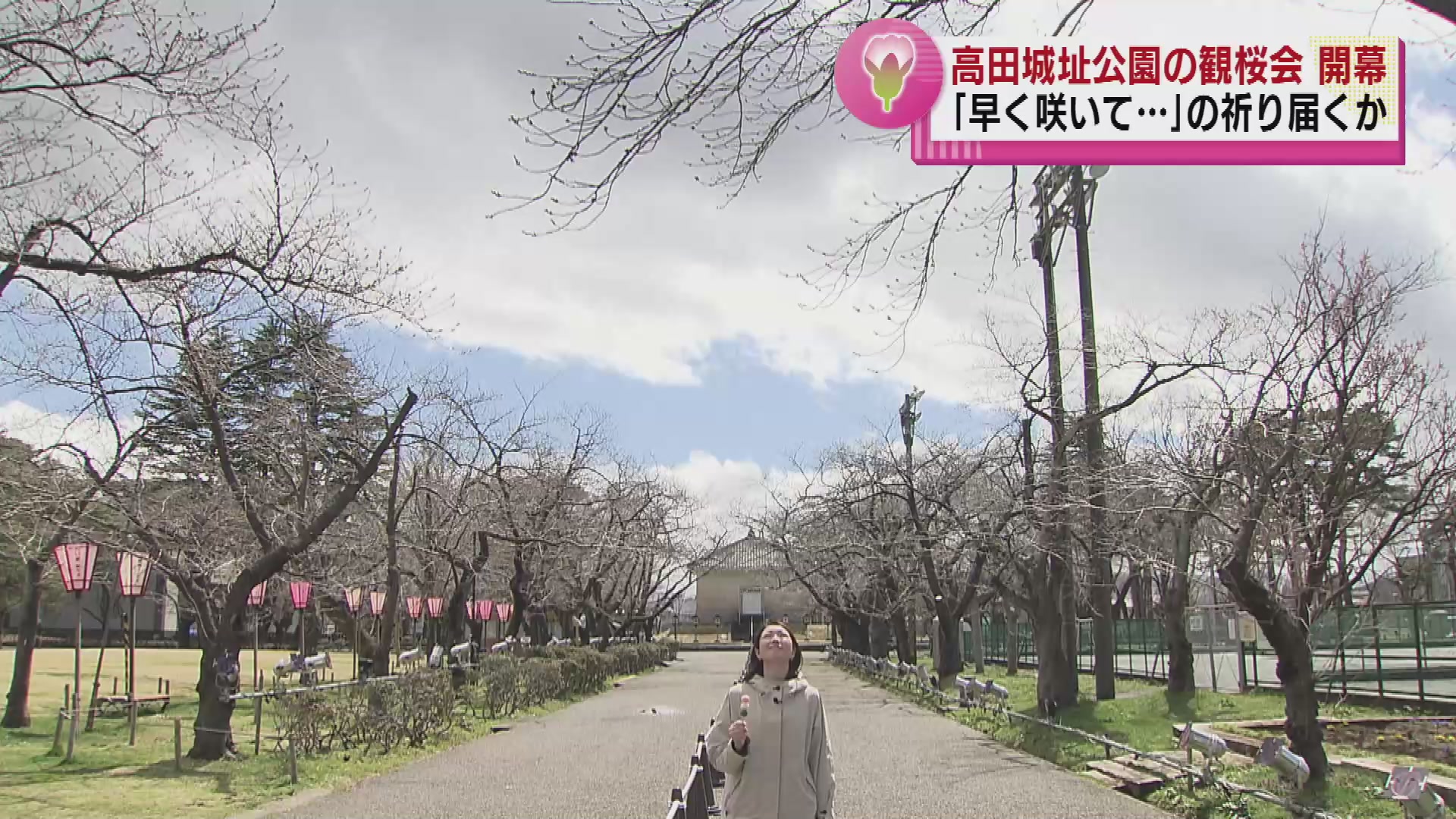 “日本三大夜桜”のひとつ 高田城址公園で観桜会が始まる　開花は4月4日の予想 《新潟》