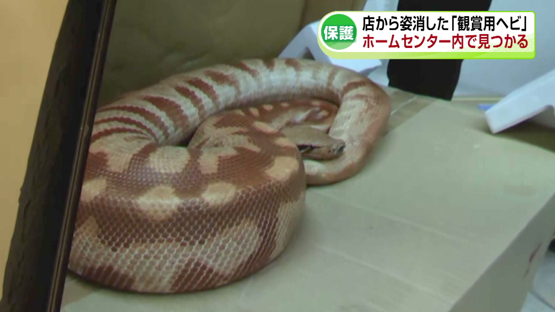 速報】上越市の店舗から脱走していたとみられるヘビ発見される 行方