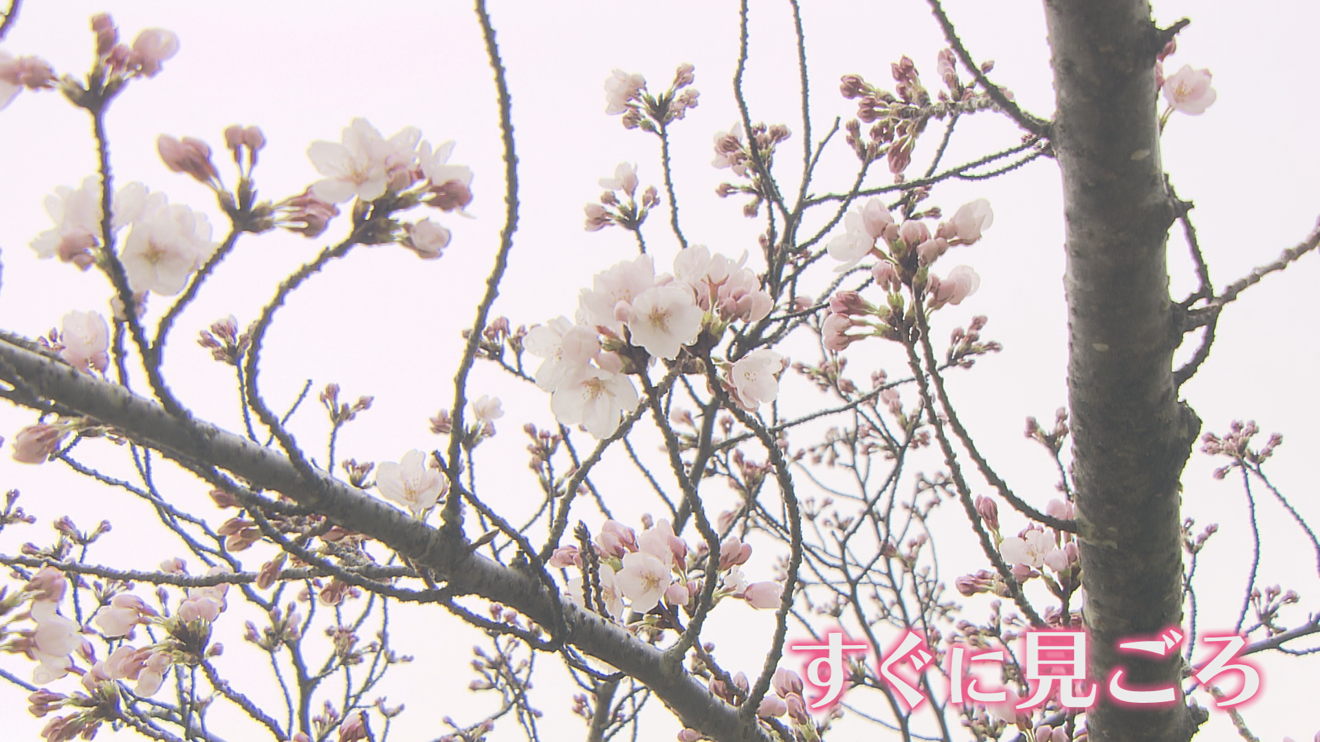 新潟市でサクラ開花 3月の開花は3年ぶり 上越市・高田城址公園は