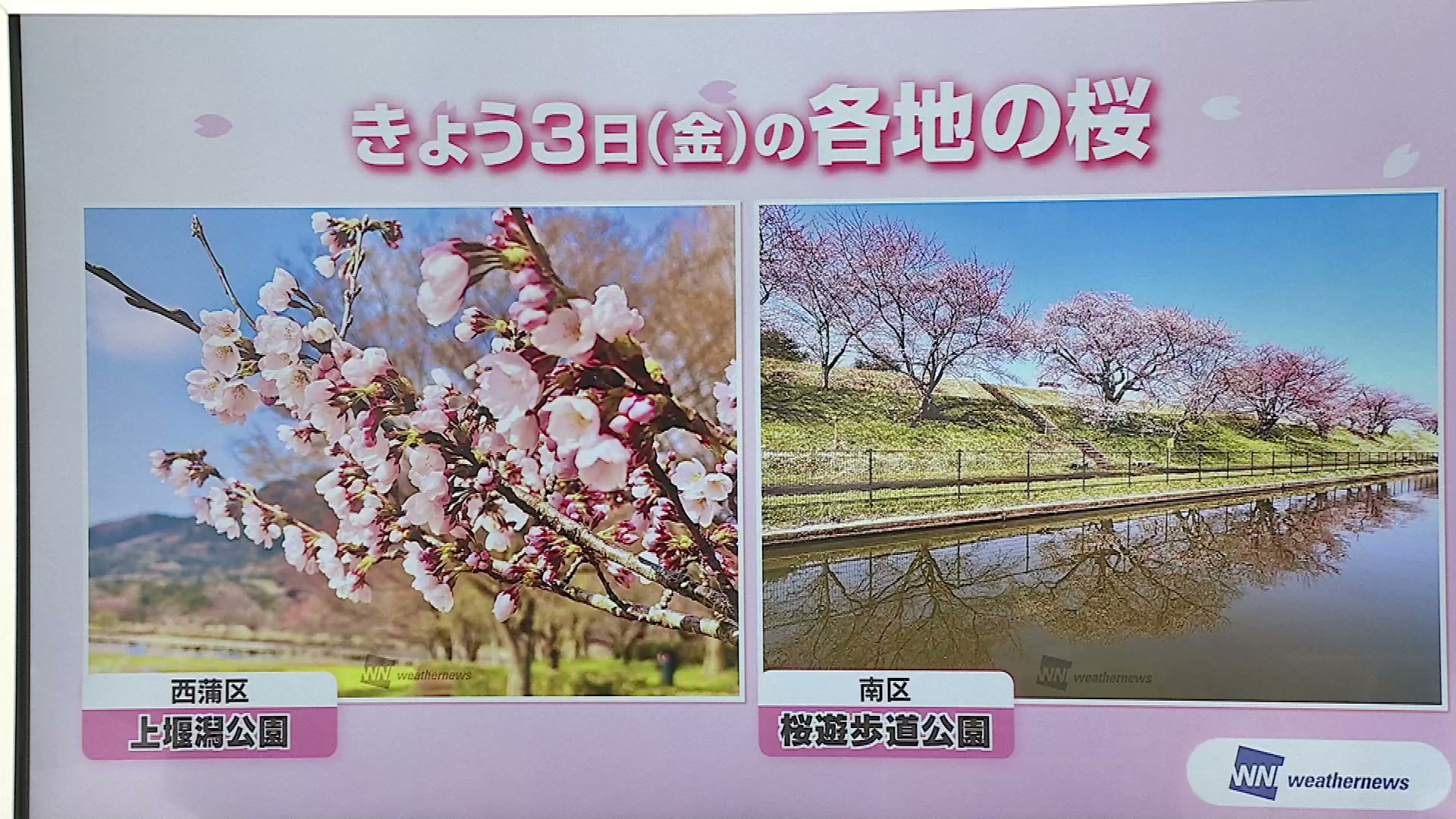 サクラ】開花や満開の予想 お花見はいつ行く？県内の開花状況やお天気