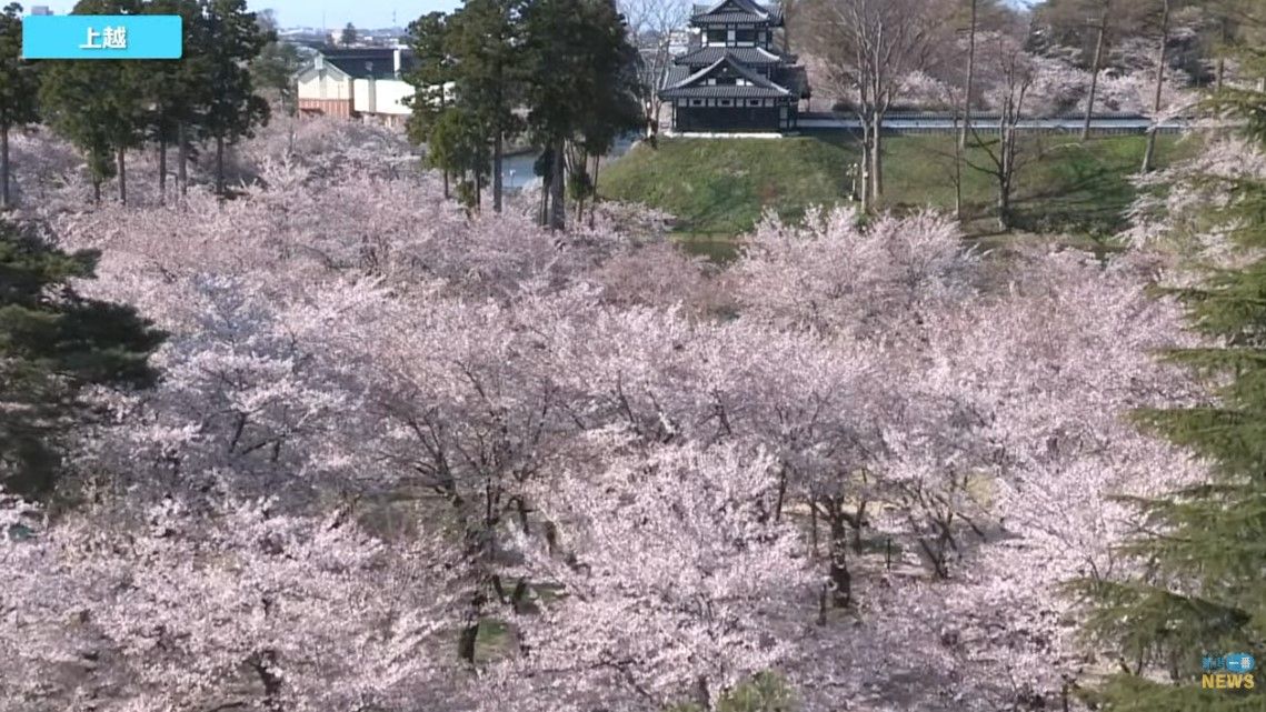 17日から18日にかけて気温上昇へ 上越市高田のサクラは散り始め《新潟》