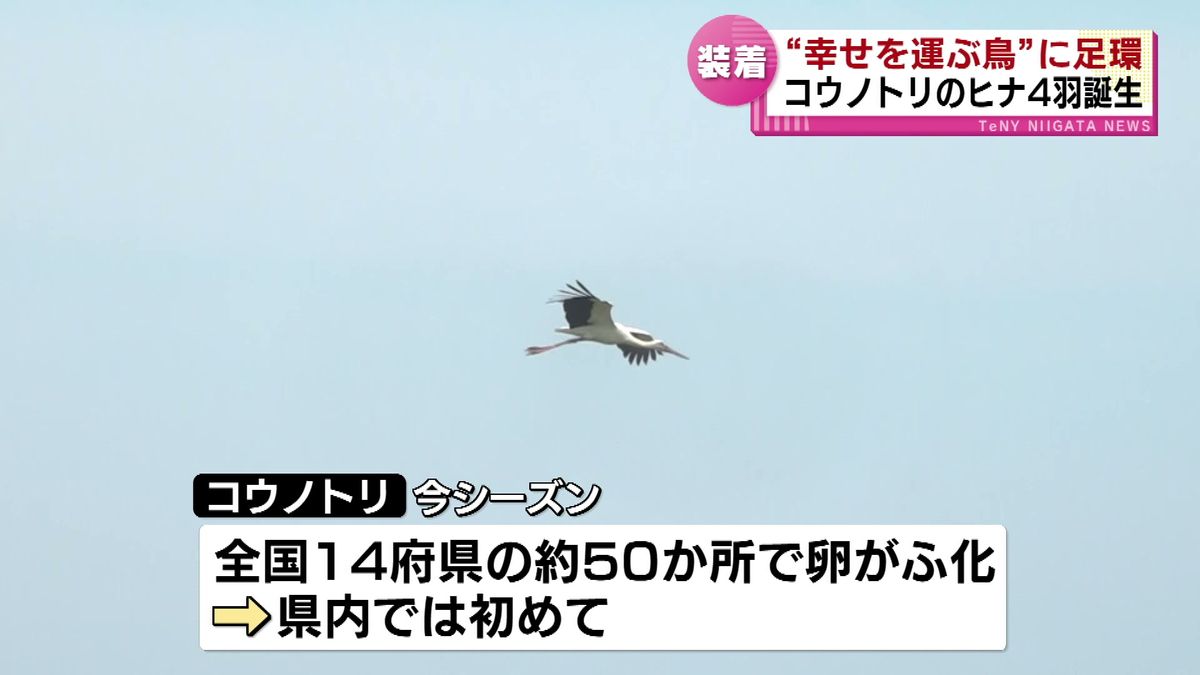 “幸せを運ぶ鳥” コウノトリに足環　上越市吉川区でヒナ４羽が誕生 《新潟》
