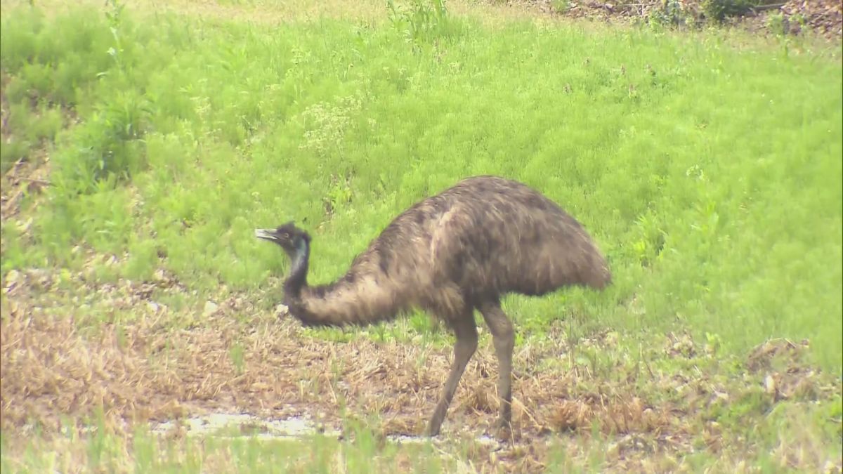 逃げ出していた大型の鳥「エミュー」　新潟・上越市内で捕獲　捕獲後に死ぬ　けが人などの報告なし　《新潟》　