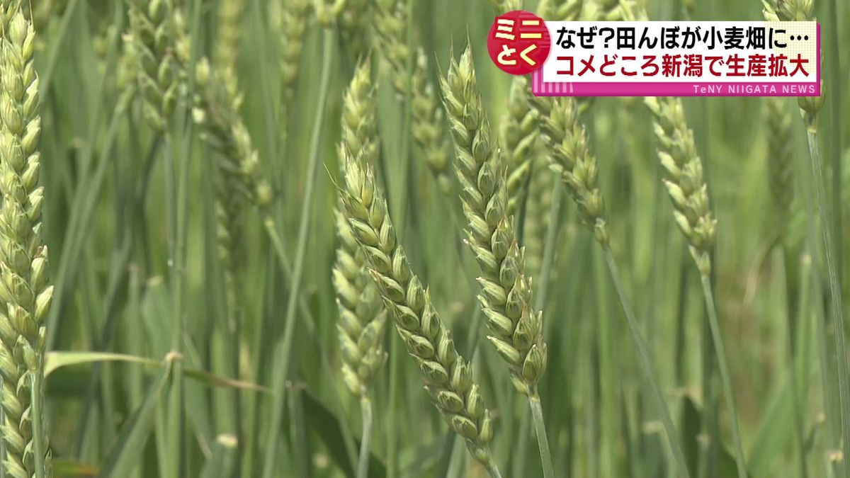 【特集】新潟県産の「小麦」が人気？　コメどころ新潟で小麦の生産が拡大　なぜなのか《新潟》