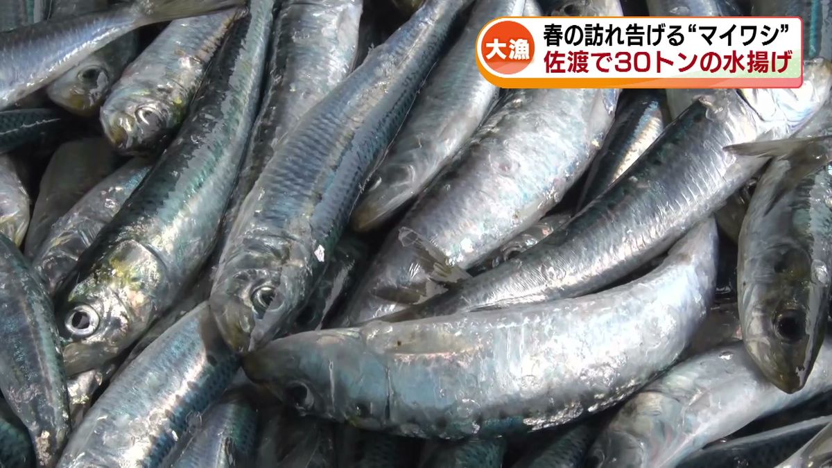 【大漁】マイワシ約30トンの水揚げ　家計にやさしい価格になるか｟新潟》