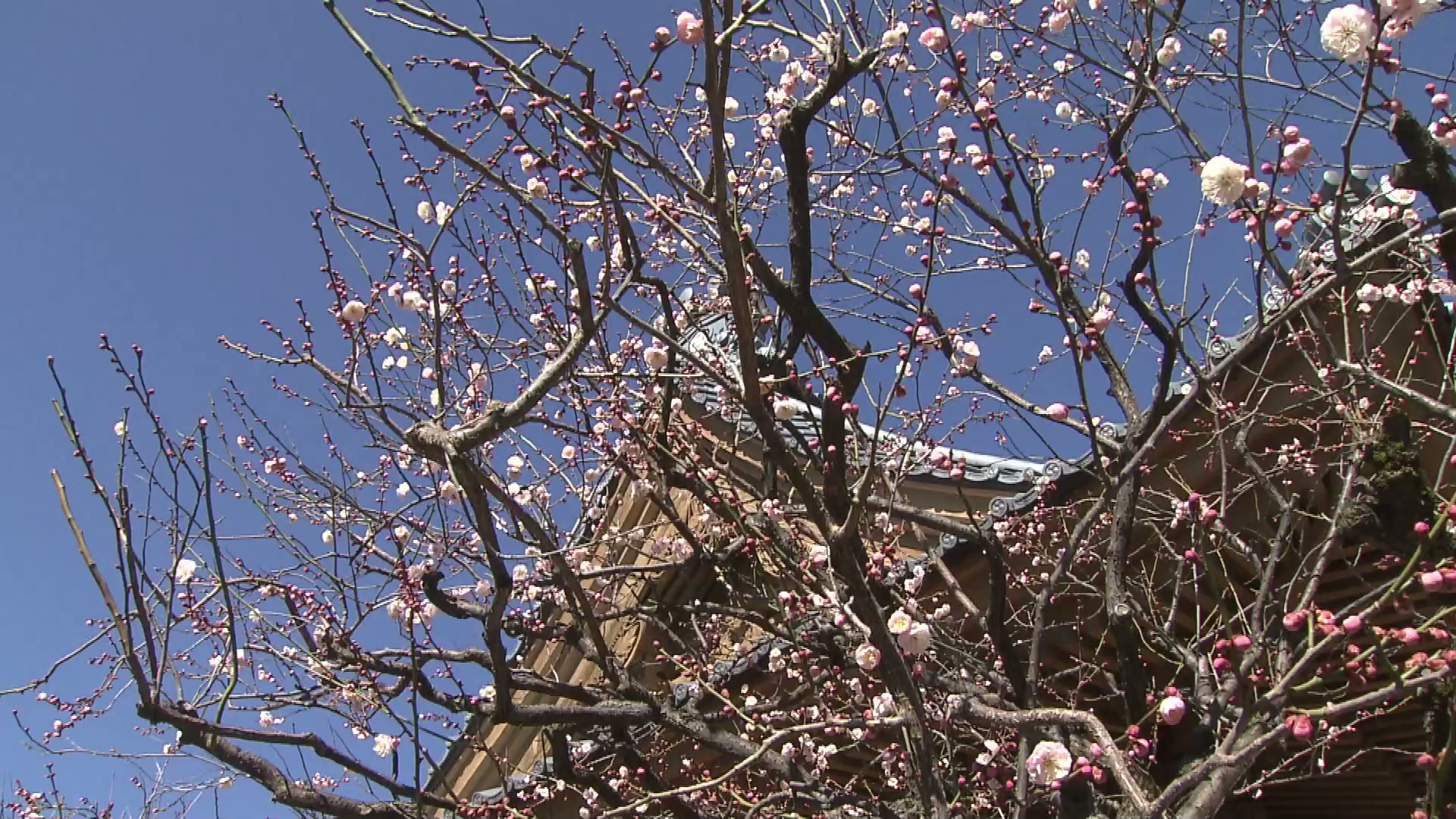 各地で気温上昇 新潟市や長岡市では4月上旬並み予想で梅の花も開花