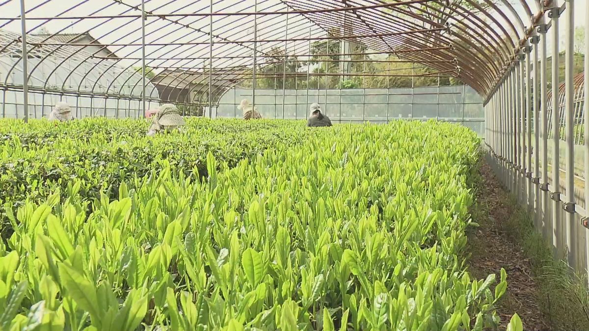 北限の茶どころ・村上市　“一番茶”の摘み取り始まる　爽やかな味わいが特徴 《新潟》