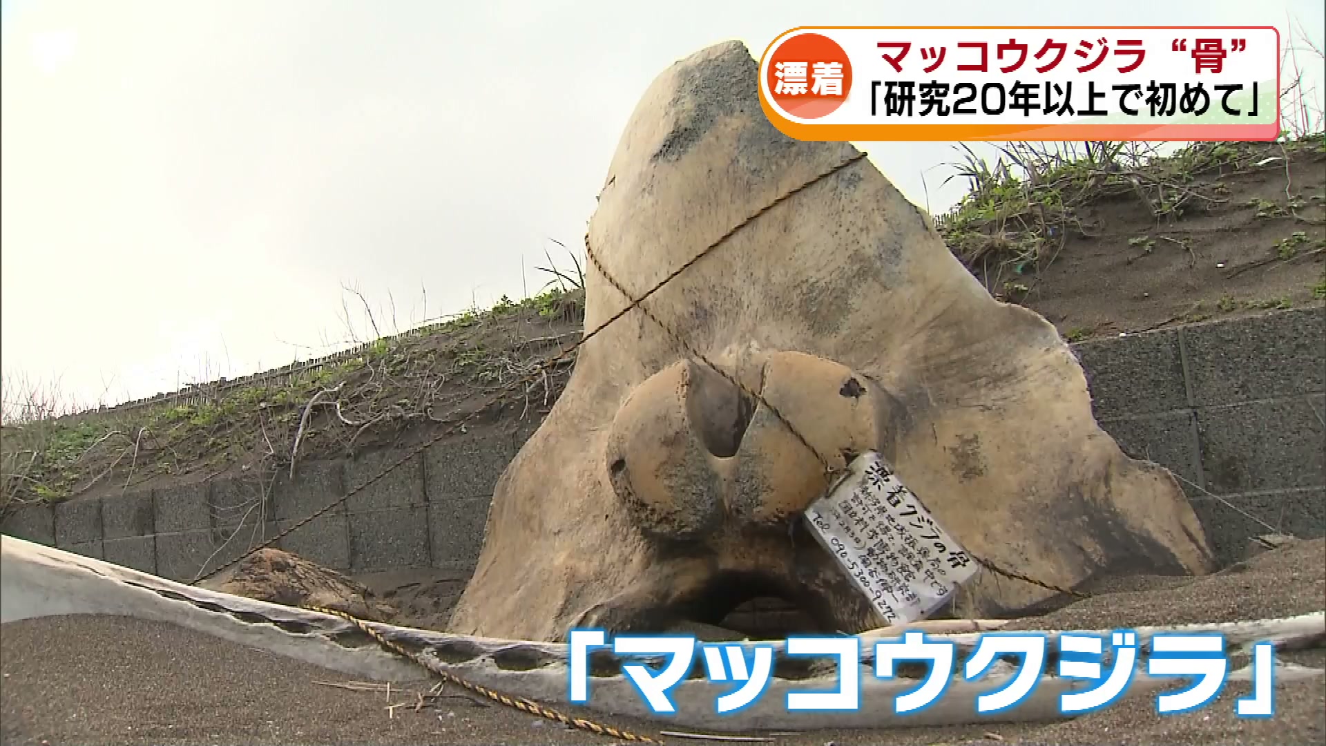 マッコウクジラ “骨”が漂着 なぜ上越市内の海岸に？ 専門家「研究20年