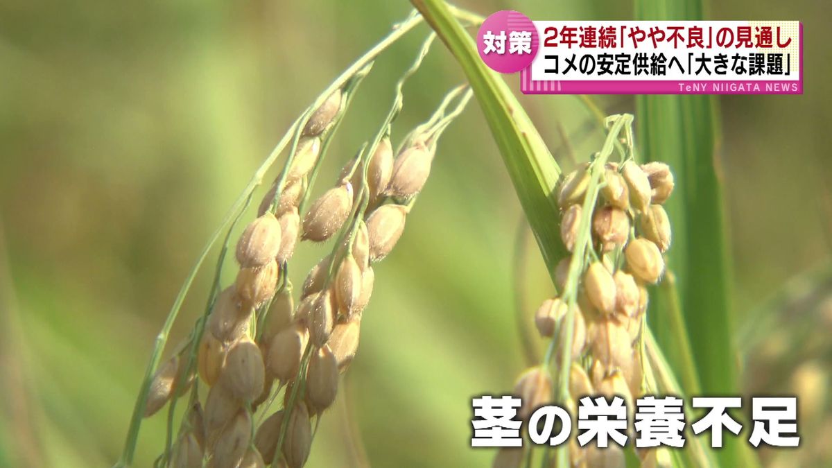 【県産米】２年連続「やや不良」の見通し　コメの安定的な供給へ“大きな課題” 《新潟》