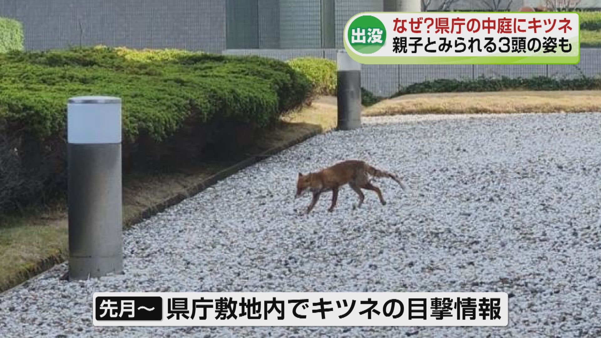 出没】なぜ？キツネが県庁の中庭に現れる 親子とみられる3頭の姿も