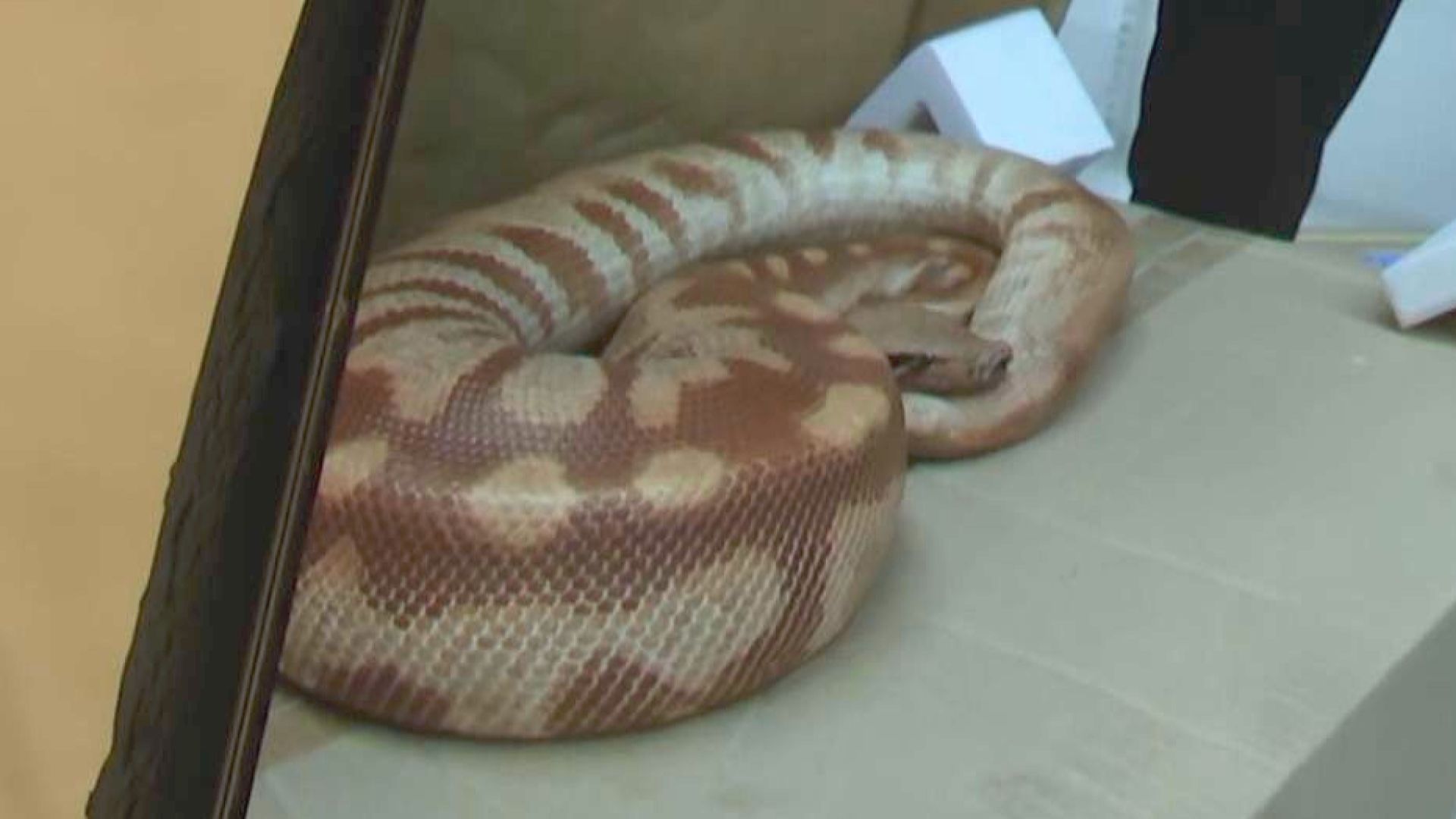 店舗から姿消した全長1メートル超えヘビ 8日ぶりに店内で発見される