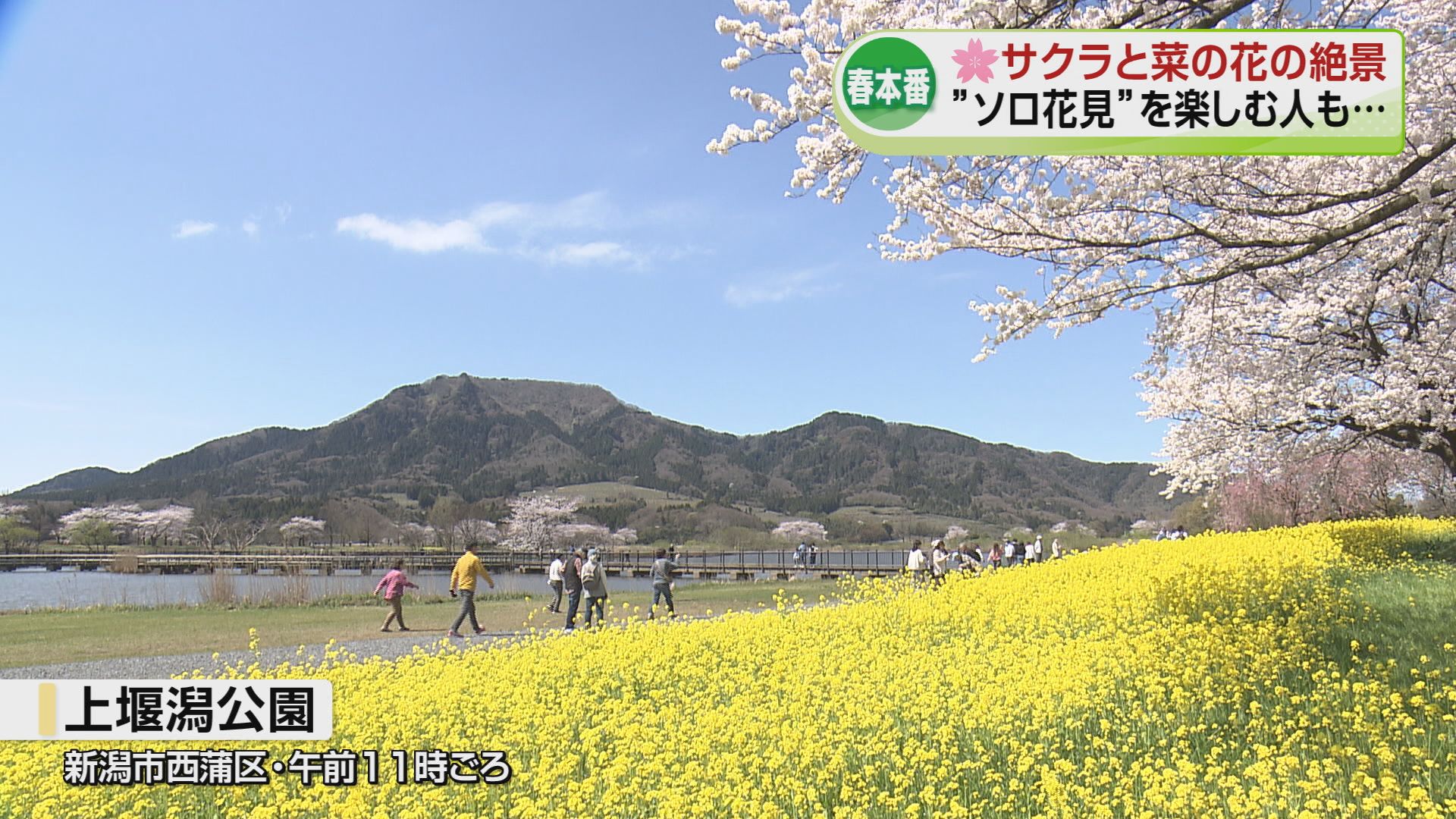 春本番】サクラに菜の花…お花見日和に ひとりで楽しむ“ソロ花見”も