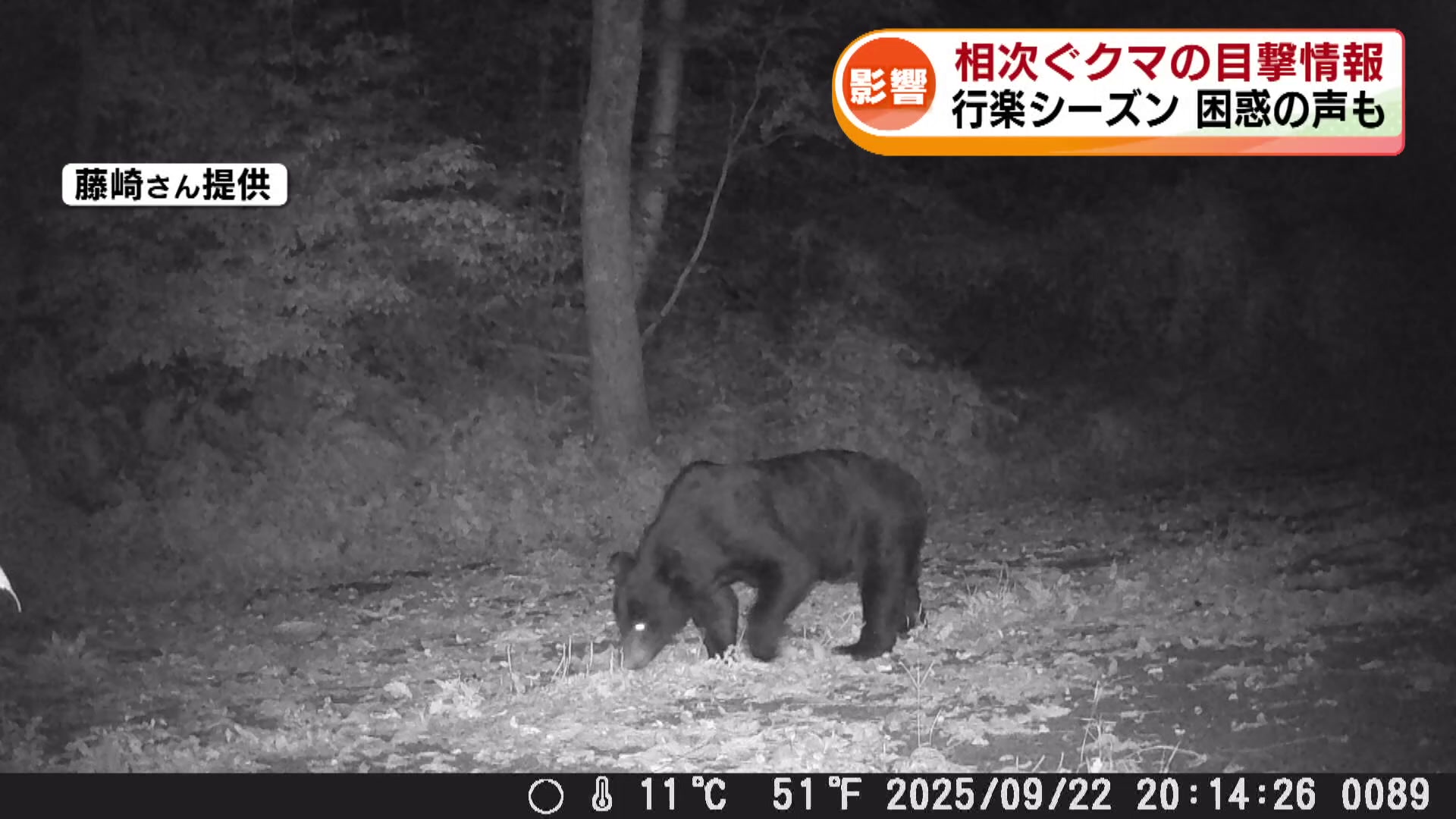 クマ映像】相次ぐクマの目撃情報 行楽シーズンに困惑の声も《新潟